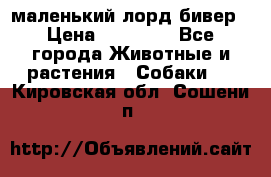 маленький лорд бивер › Цена ­ 10 000 - Все города Животные и растения » Собаки   . Кировская обл.,Сошени п.